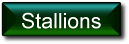 Stallions